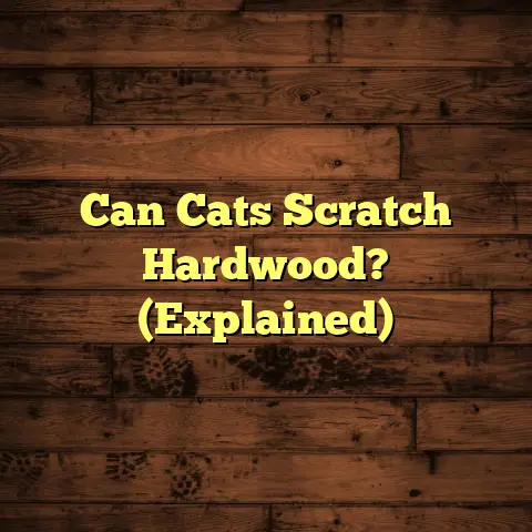 Can Cats Scratch Hardwood? (Explained)