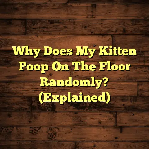 Why Does My Kitten Poop On The Floor Randomly? (Explained)