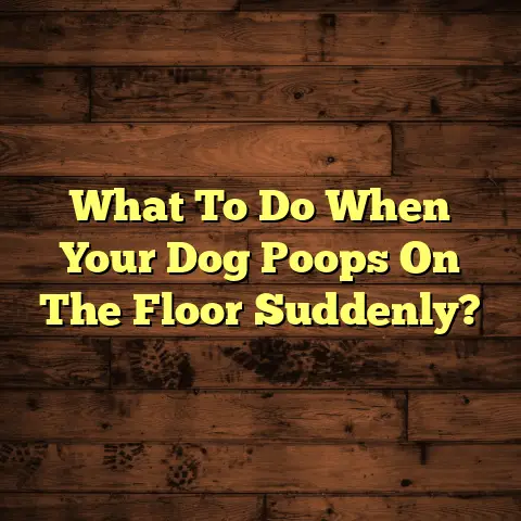 What To Do When Your Dog Poops On The Floor Suddenly?